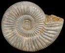 Perisphinctes Ammonite - Jurassic #6867-1